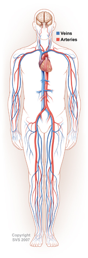 cardio vascular surgeons austin